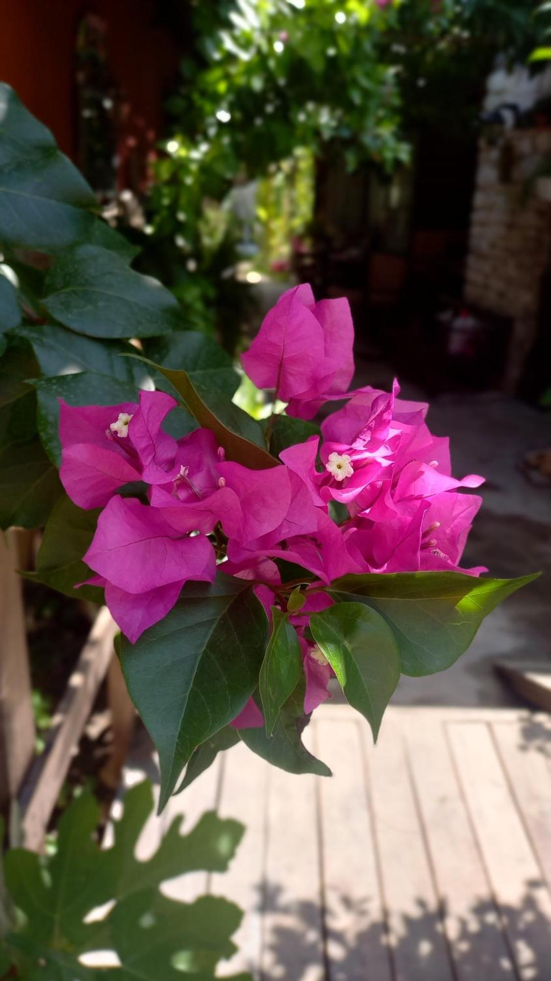 Demeter Rose Stonehouse Pansion Apartman Antalya Kültér fotó