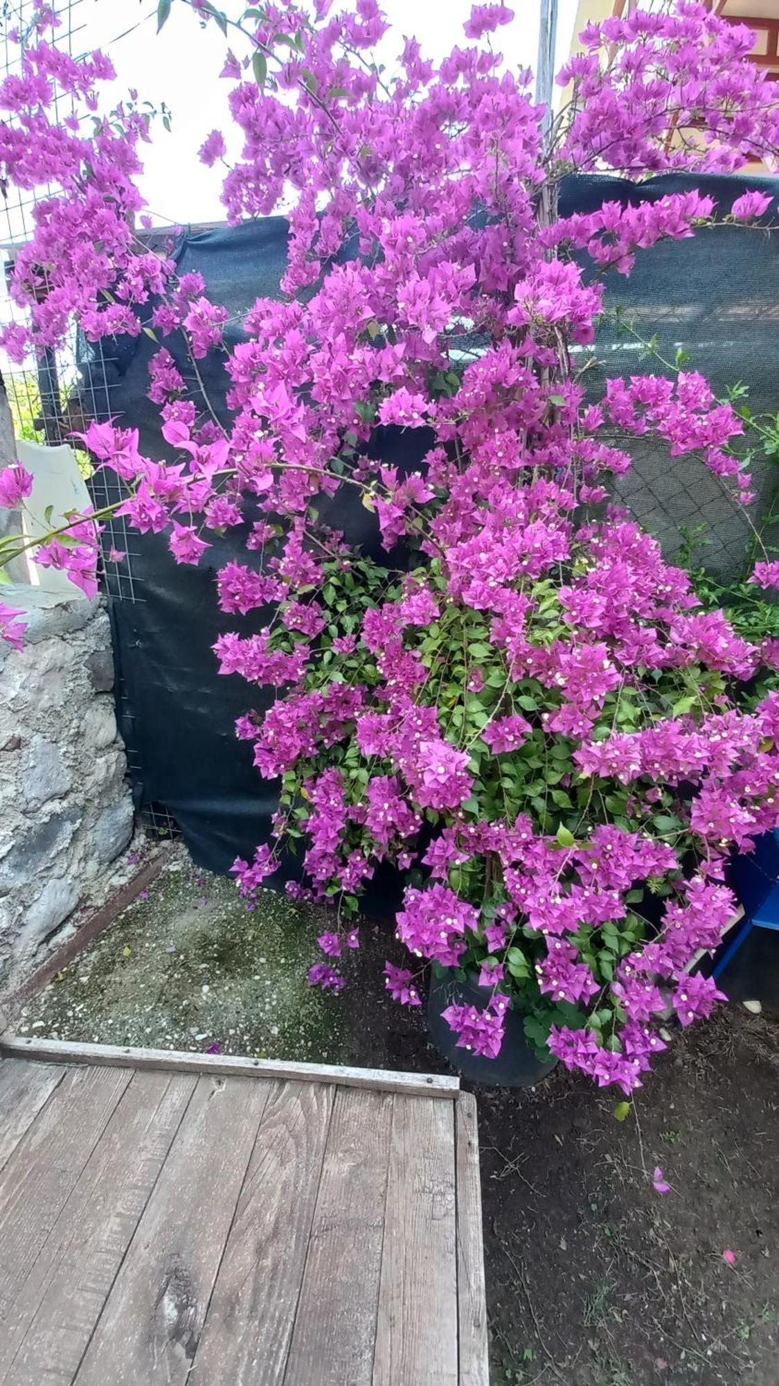 Demeter Rose Stonehouse Pansion Apartman Antalya Kültér fotó