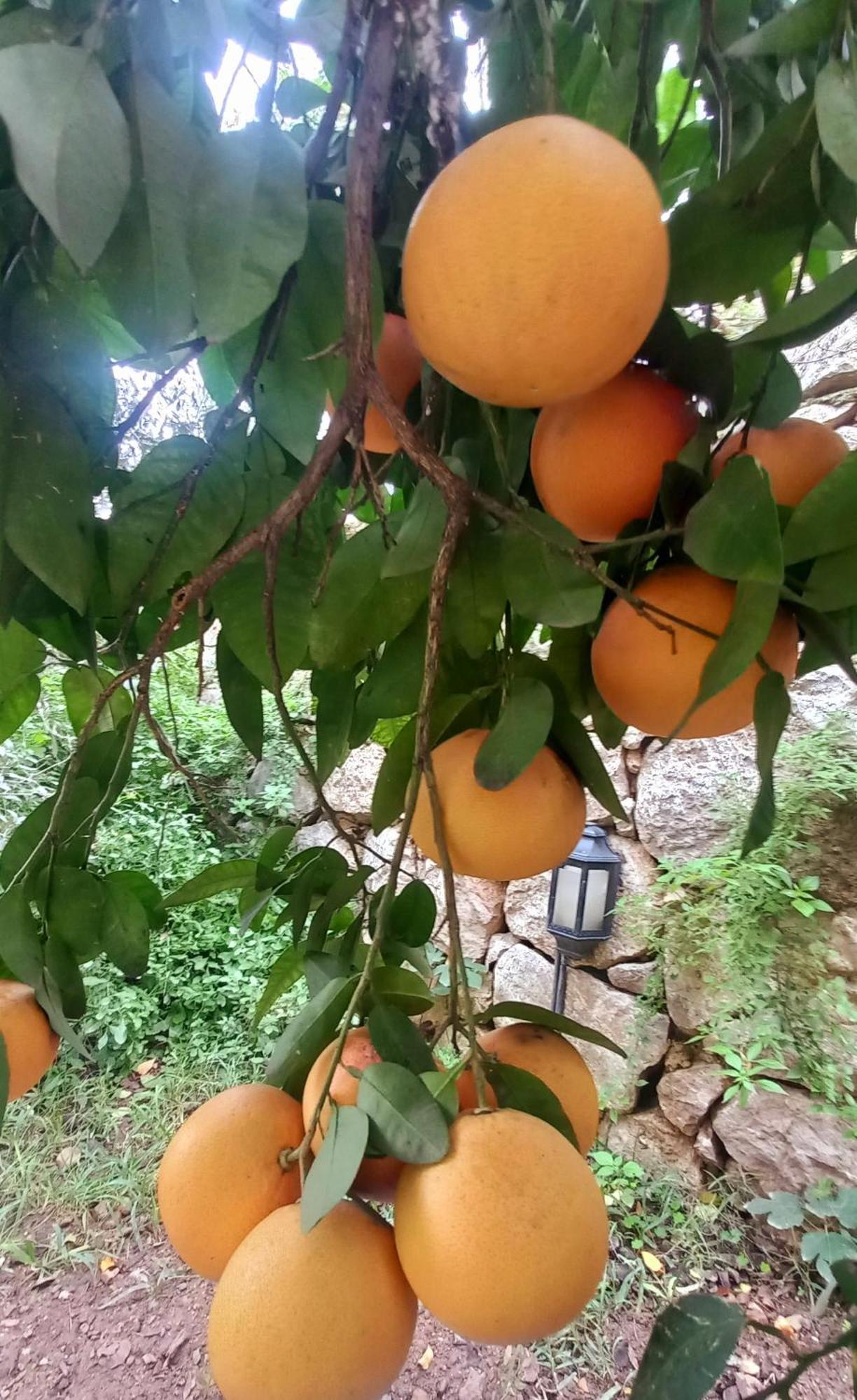 Demeter Rose Stonehouse Pansion Apartman Antalya Kültér fotó